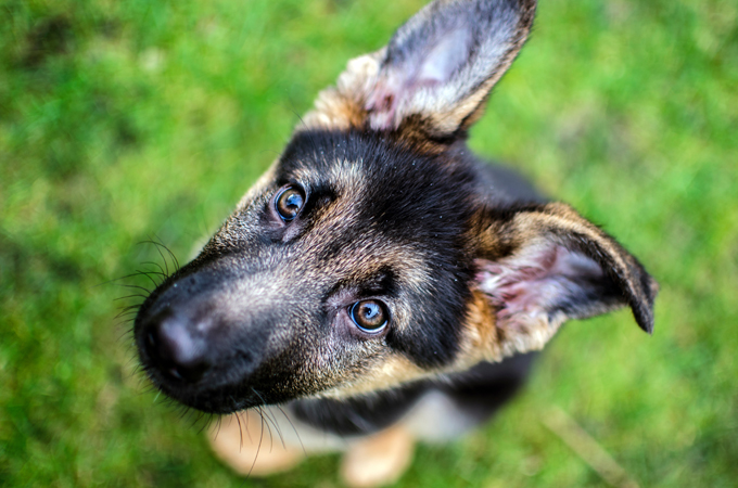 german-shepherd-puppy-pictures
