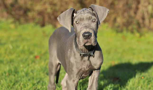 great-dane-AP-1MN8SV-645sm8513