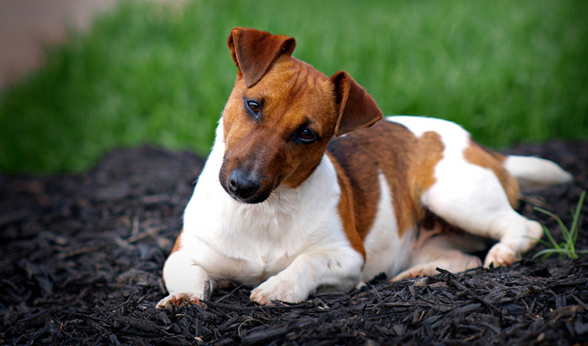 jack-russell-terrier-ap-pznqfk-645sm1416