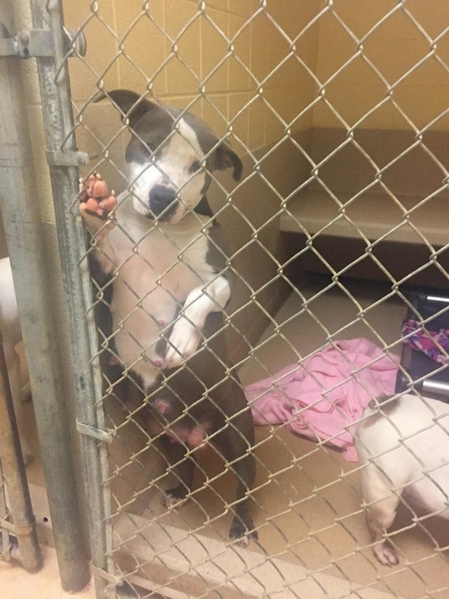 Daya was found wandering the streets in South Carolina.