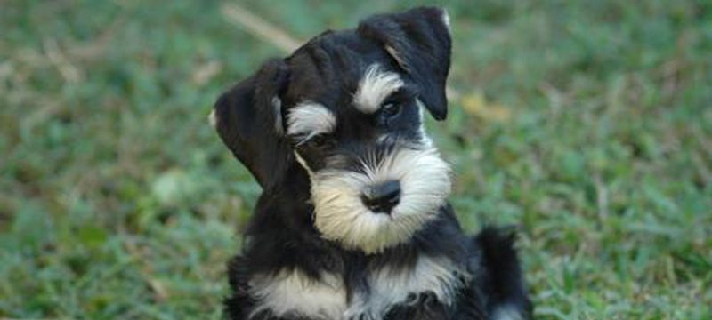 miniature-schnauzer-15