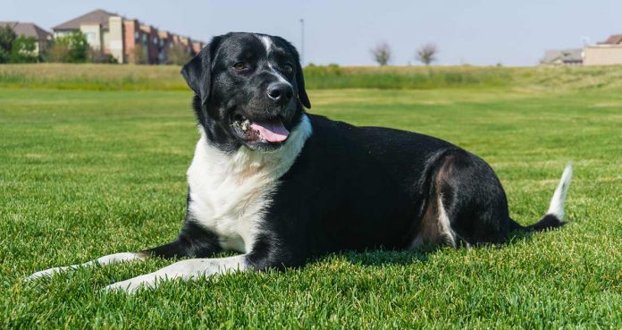 mixed breed dog