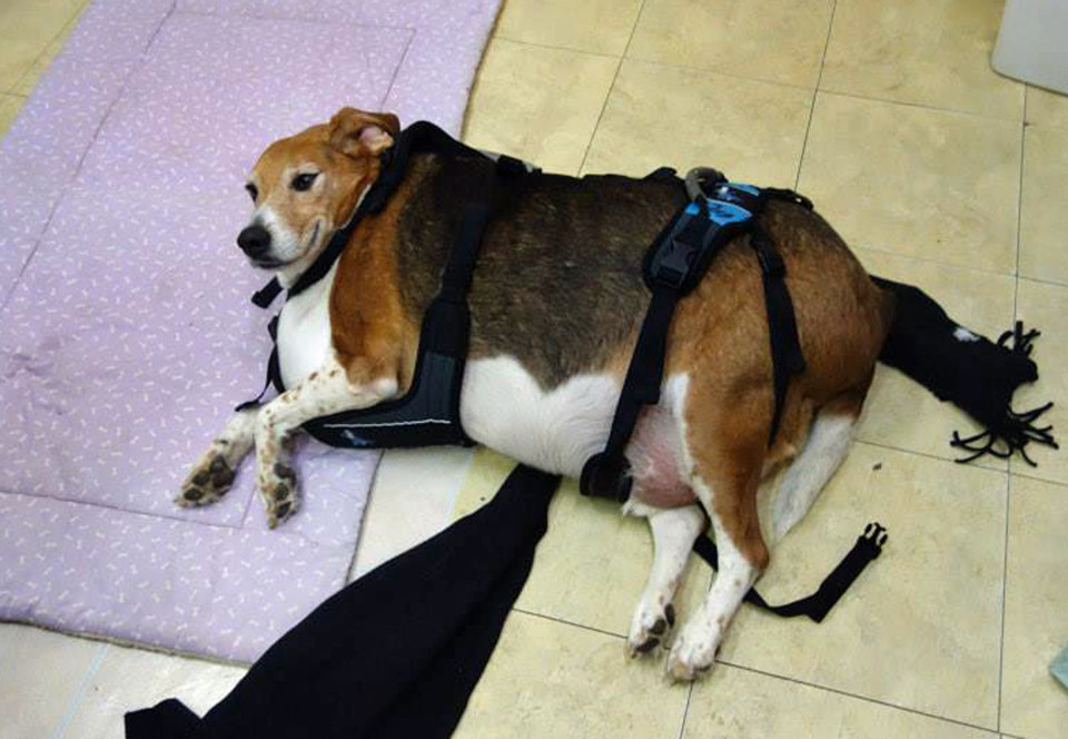 Image result for honey obese beagle