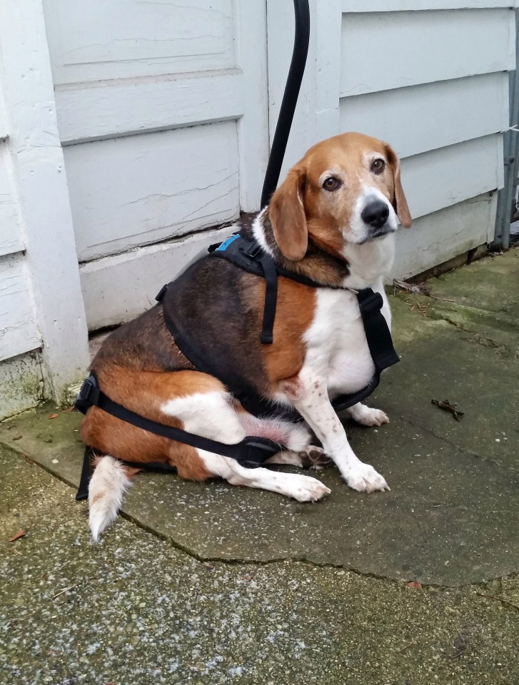 Image result for honey obese beagle
