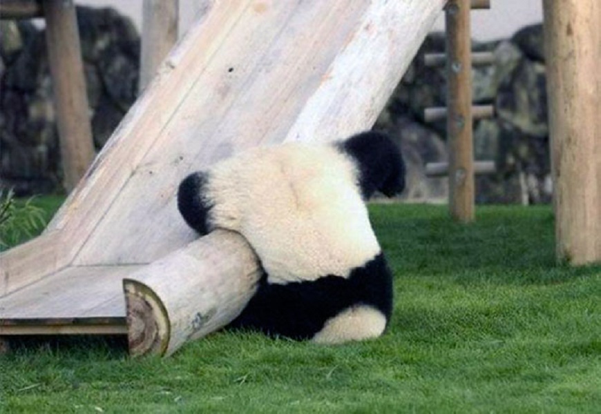 Panda Down