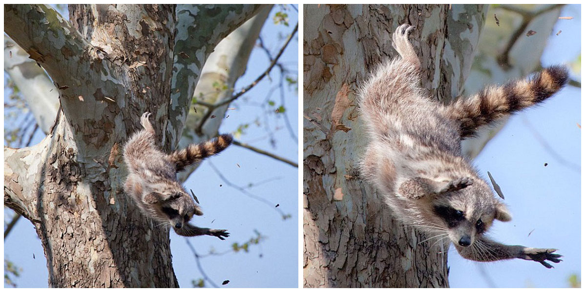 Super Raccoon