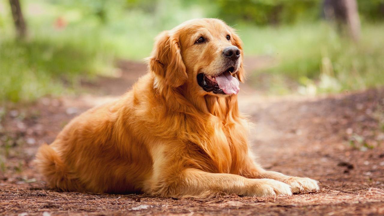 resting-golden-retriever