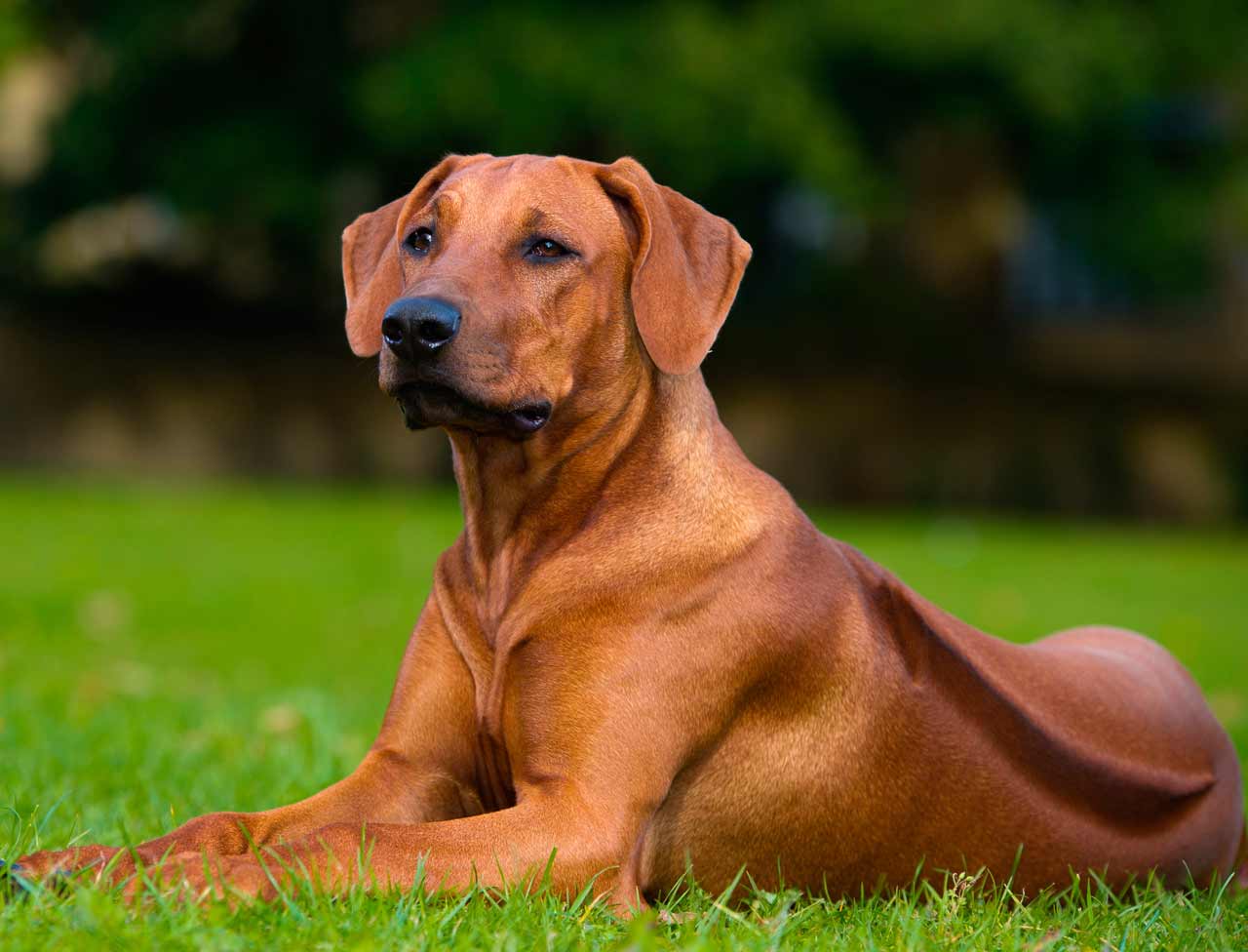 rhodesian-ridgeback-u4