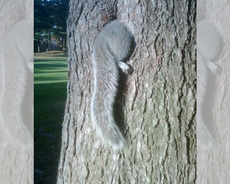 The Chubby Squirrel