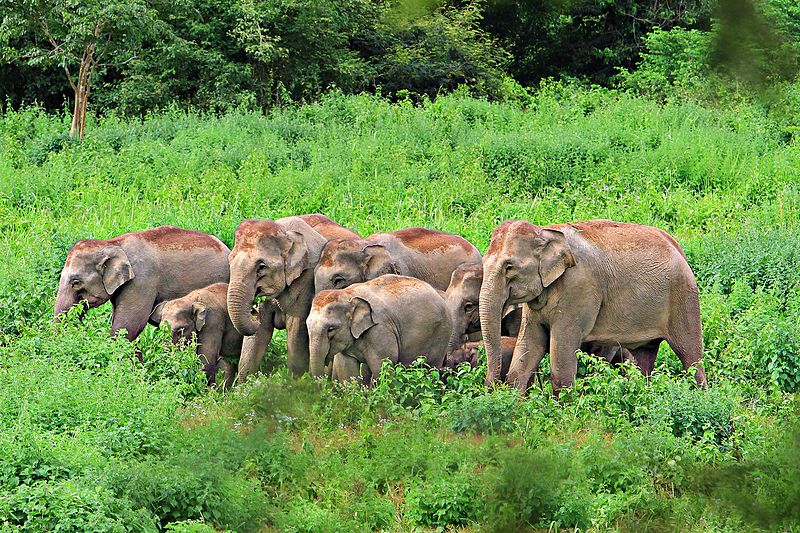 005-Indian-elephants