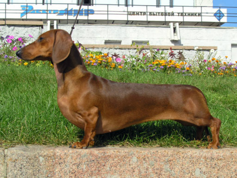 Dachshunds Now