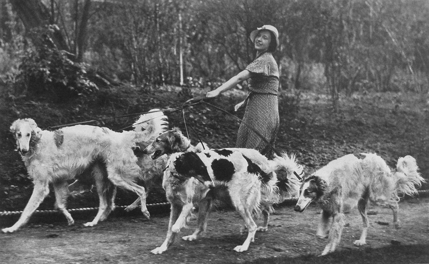 Image result for borzoi old picture