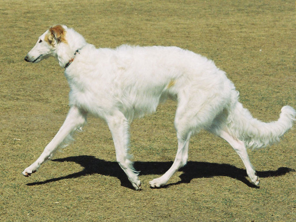 Image result for borzoi new picture