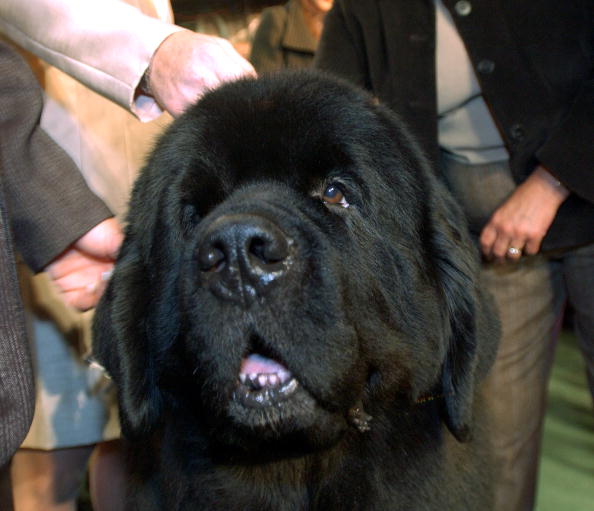 Josh, a Newfoundland stands by his handler