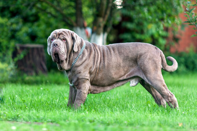 Neapolitan Mastiffs Now