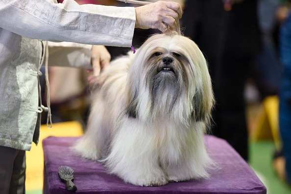 2016 Westminster Kennel Club Dog Show