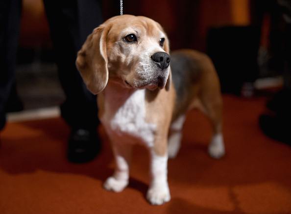  A Beagle attends the American Kennel Club