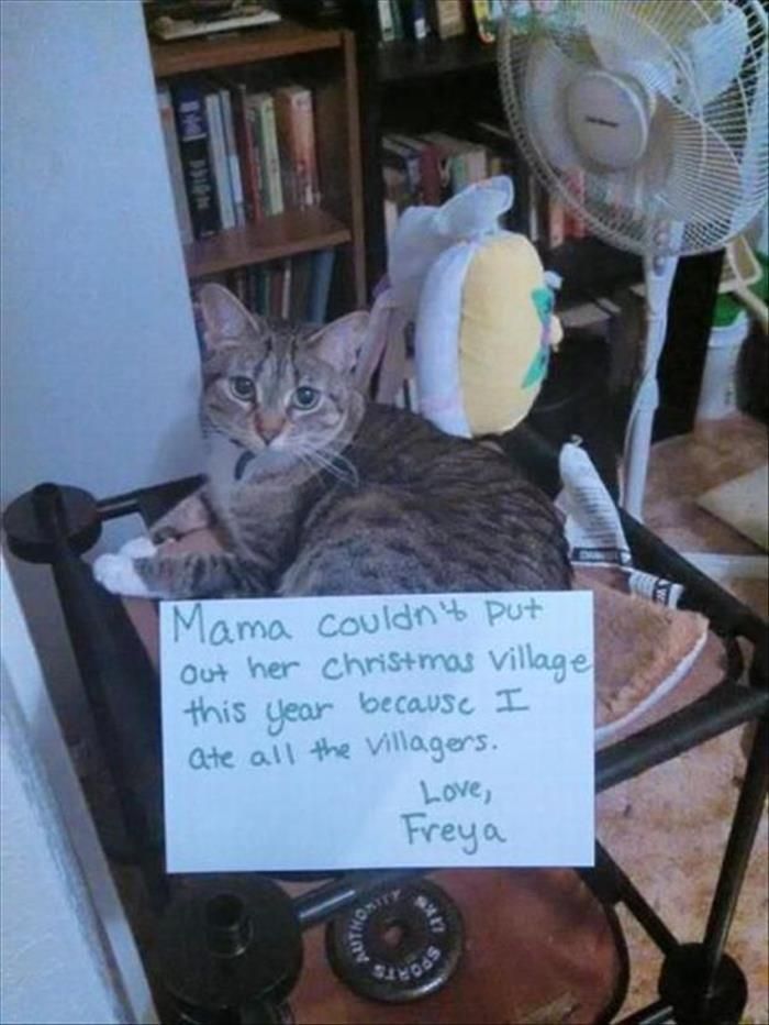 Image result for Cat Shaming