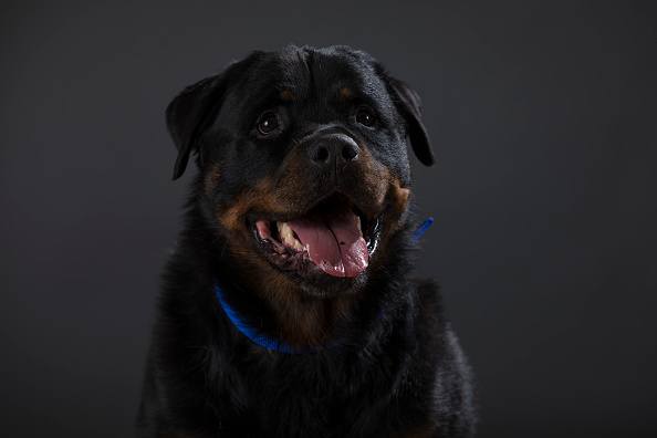 Portraits Of The Battersea Dogs Left Behind This Christmas