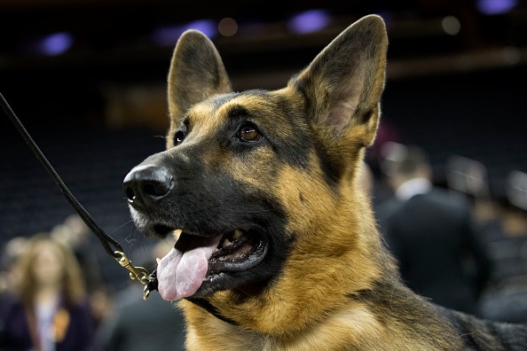 Canine Champions Compete In The Westminster Dog Show