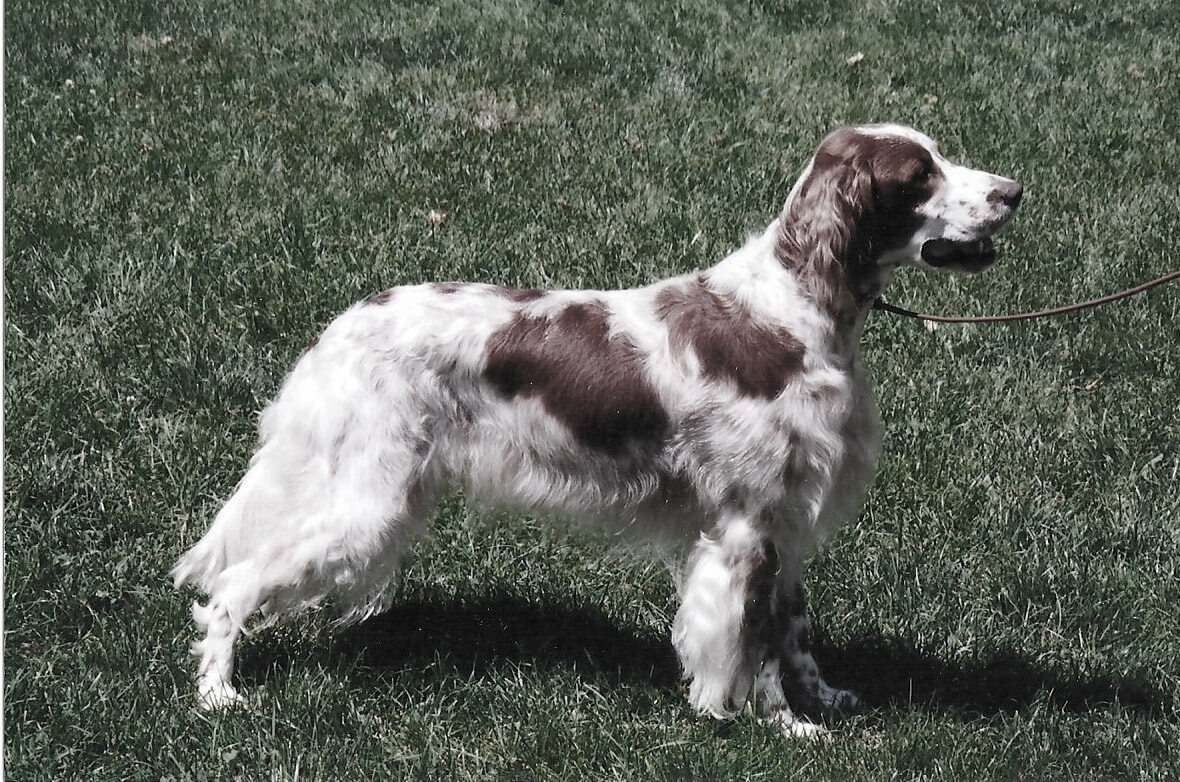 Red And White Setter Then