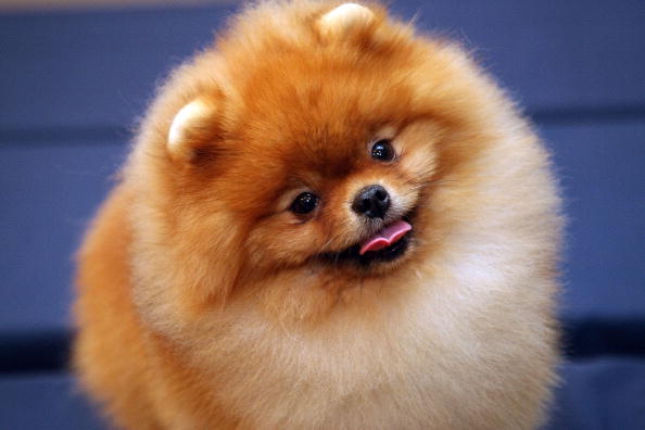 Cheerio, Pomeranian, attends the Westminster Dog Show