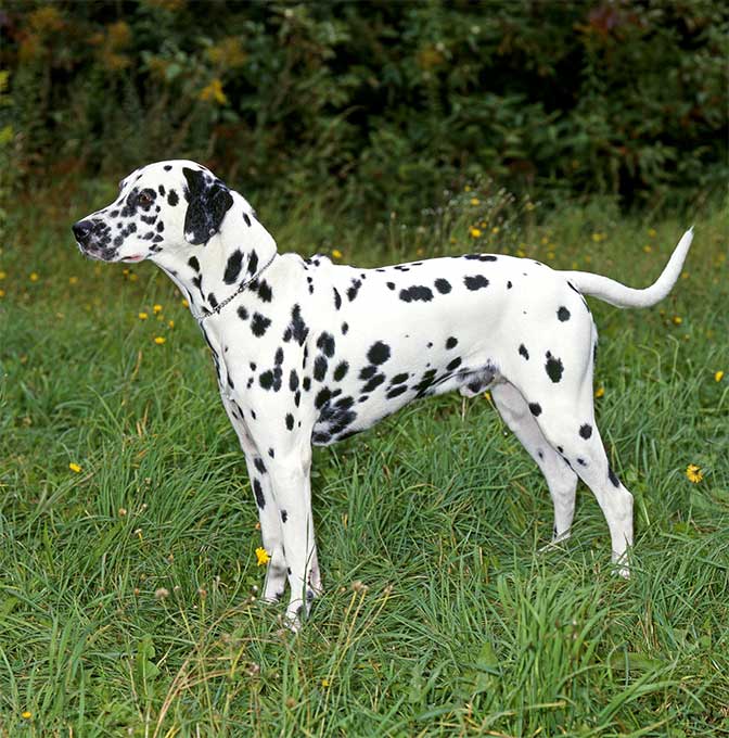 Dalmatians Now