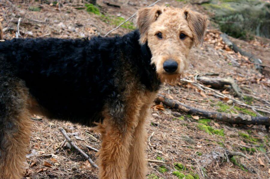 Airedale Terriers Now