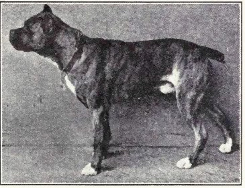 Image result for dogs used to look like