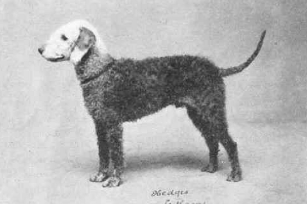 Bedlington Terriers then.jpg