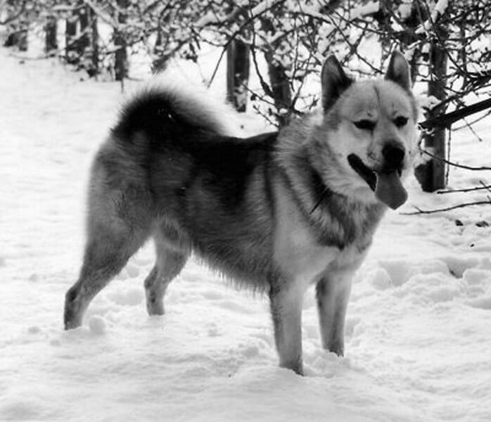 GreenlanddogSLEDOGGreenlandUK1.JPG