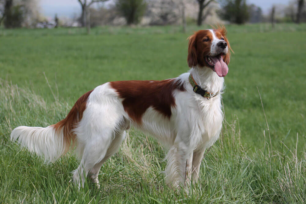 Red And White Setter Now