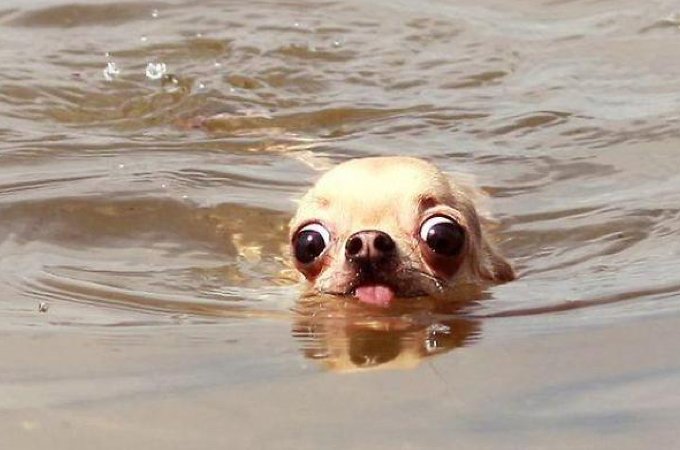 Look Ma Im Swimmin