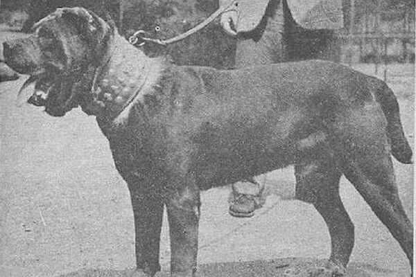 Neopolitan Mastiffs then.jpg