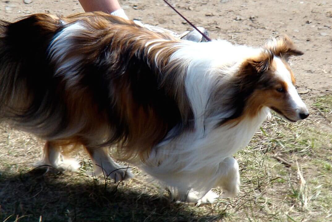 Shetland Sheep Dogs Now