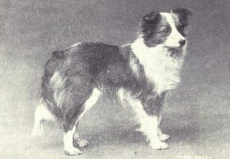 Shetland Sheep Dogs Then