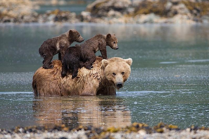 Find out who rescued these bear cubs when their mother left them to