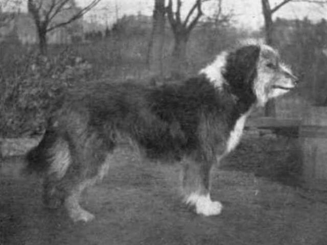 Bearded Collies Then