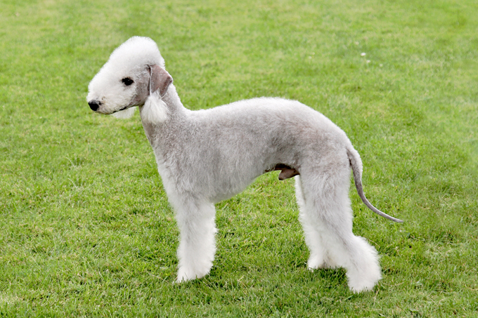 Bedlington Terrier now