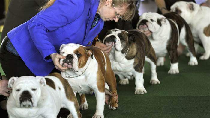 English Bulldogs Now