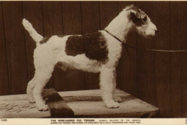 Fox Terriers Then