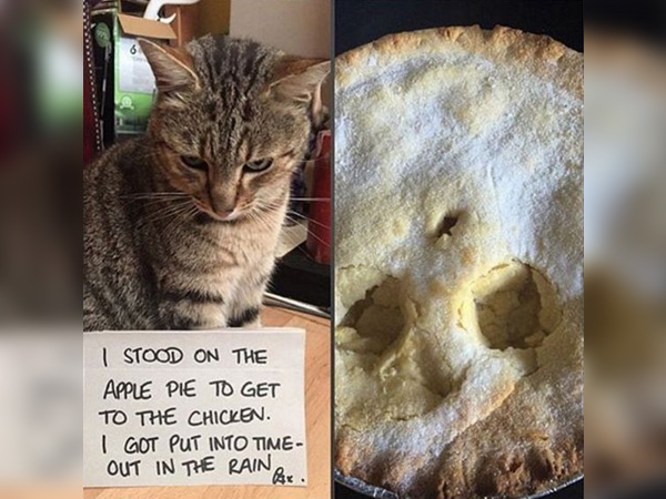 Cat Apple Pie, Anyone?