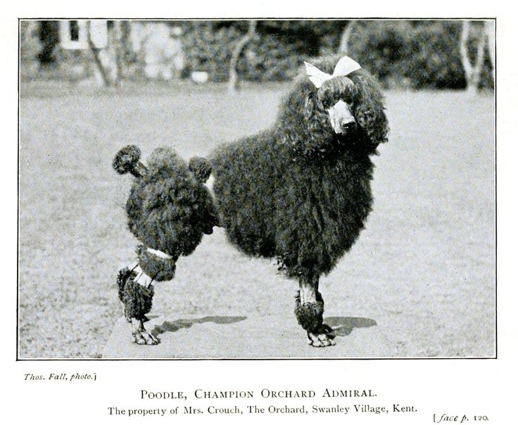 Poodles Then