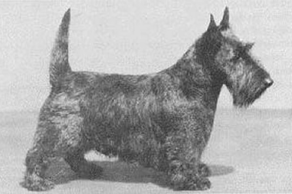 Scottish Terriers Then