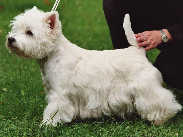 White Terriers Now