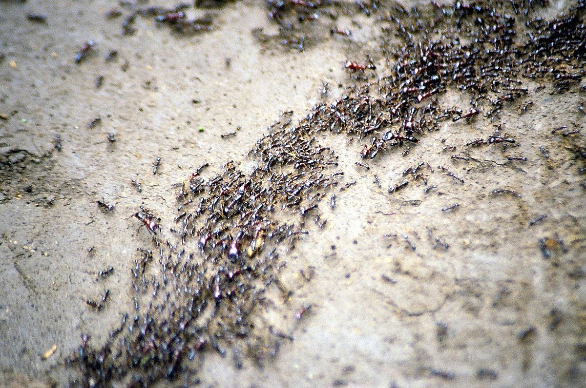 Image result for ants colony