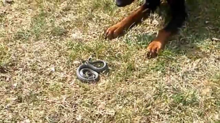 Dog in front of a snake