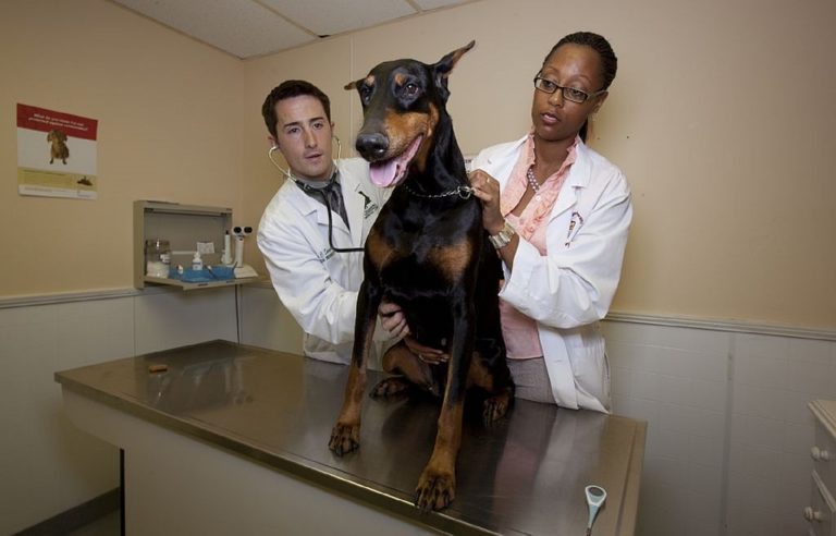 Doberman with two veterinarians in a clinic