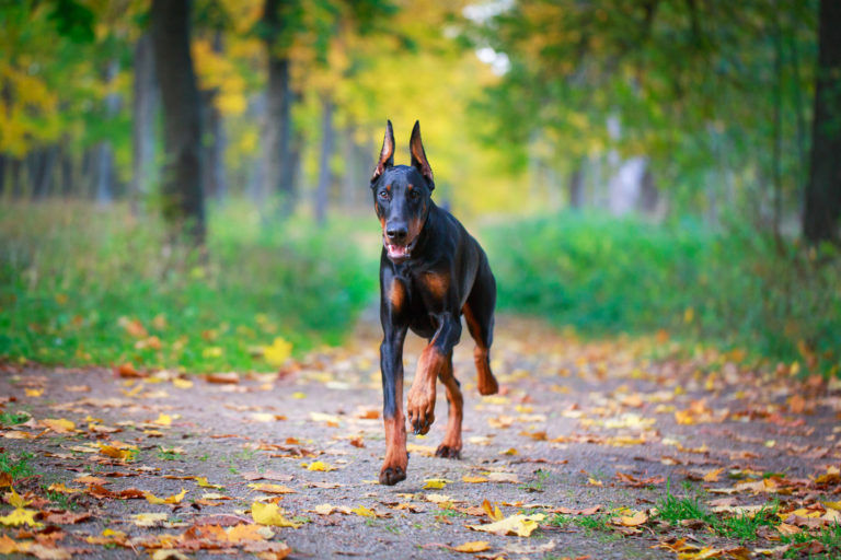 Happy Doberman dog running around the forest