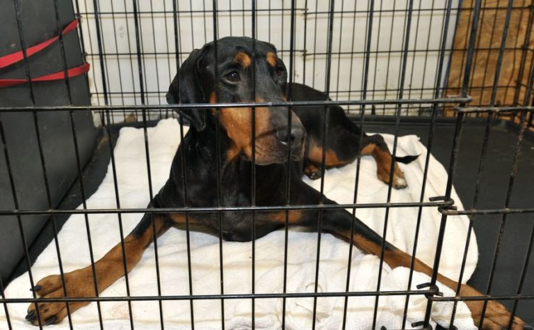 Large doberman inside a cage